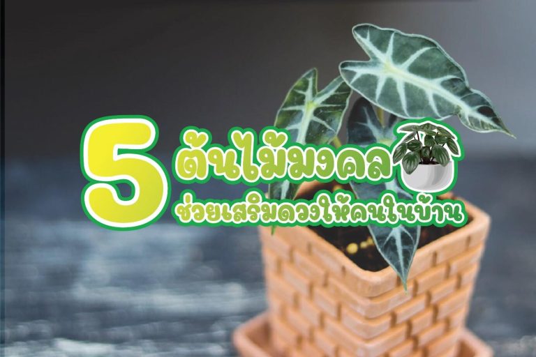 ต้นไม้มงคล เสริมดวง